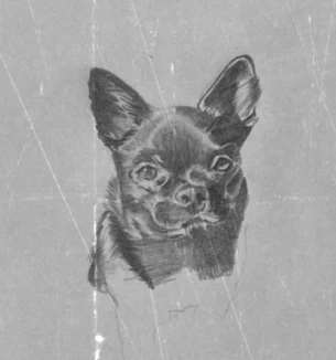 Retrato a lápiz de un chihuahua